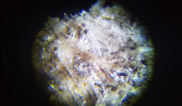 250倍に拡大した2020年アシナガバチの巣の破片を撮影した写真画像01