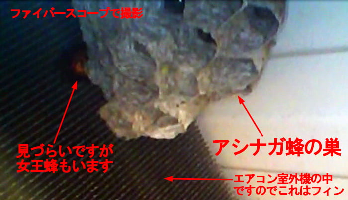 室外機の中のアシナガ蜂の巣を撮影したコメント入り写真画像
（ファイバースコープで撮影）