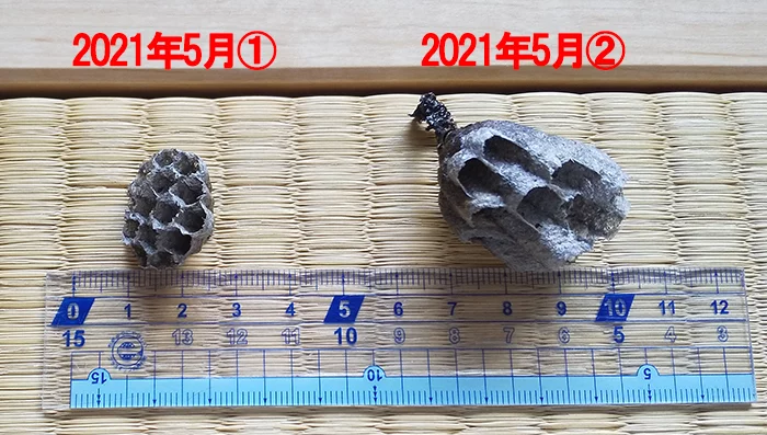 2021年5月に処理したアシナガ蜂の巣3つの内の2つを撮影したコメント入り写真画像
※右はハッカ油を使用した追い出し作戦による成果