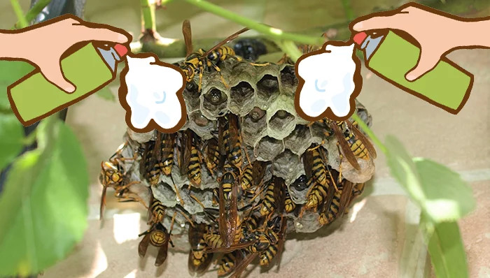 挿絵：ハッカ油スプレーを下向きで蜂の巣に噴射するイメージを表現した写真＋イラスト複合画像（写真はアシナガ蜂の巣）