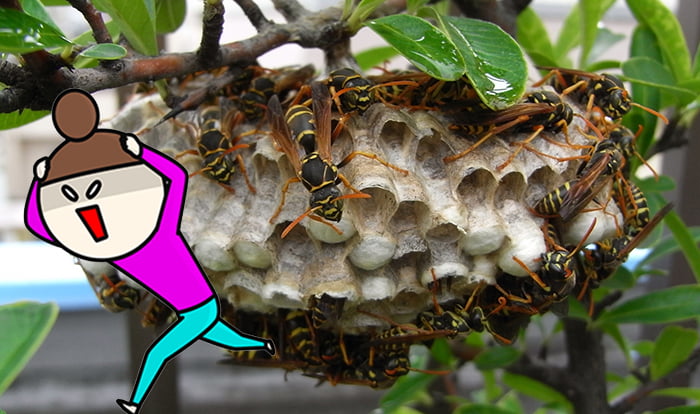 挿絵：ハッカ油スプレーを蜂の巣に噴射して有事の際に退避するイメージを表現した写真＋イラスト複合画像（写真はアシナガ蜂の巣）