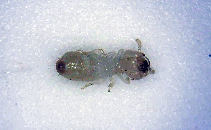 シロアリ大量発生事件で採取したシロアリの幼虫の死骸を撮影した写真画像 （何ちゃってデジタル顕微鏡DM3での撮影）