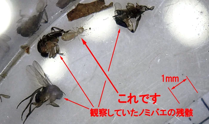 ノミバエの残骸に紛れ込んだシロアリに似た虫(チャタテムシ)：半透明の様子を撮影したコメント入り写真画像1 （何ちゃってデジタル顕微鏡DM3での撮影）