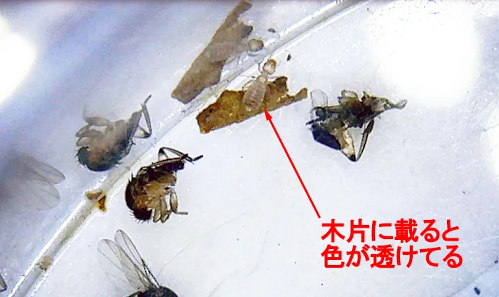 ノミバエの残骸に紛れ込んだシロアリに似た虫(チャタテムシ)：半透明の様子を撮影したコメント入り写真画像2 （何ちゃってデジタル顕微鏡DM3での撮影）