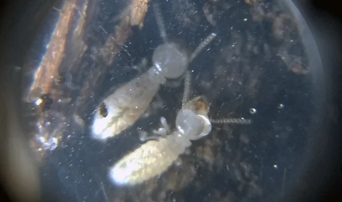 シロアリ大量発生事件で採取したシロアリの成虫を撮影した写真画像 （スマホ用アタッチメントの拡大レンズでの撮影）