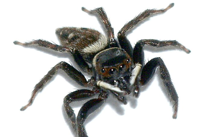 ハエトリ蜘蛛アダンソン(アダンソンハエトリ)の風貌を撮影した写真画像2 (Sarefo, CC BY-SA 3.0 , ウィキメディア・コモンズ経由で)