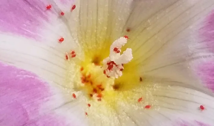 花粉に群がる多数の小さい赤い虫､タカラダニの様子を撮影した写真画像 (写真ACさんからの出展)