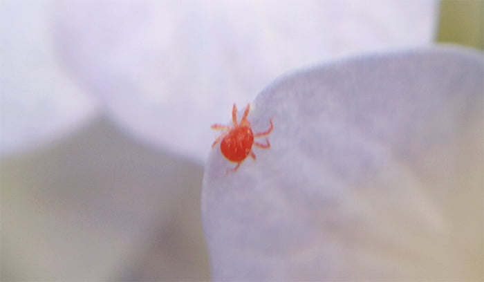 紫陽花のガクについている小さい赤い虫､タカラダニ(成虫)の様子を撮影した写真画像 (写真ACさんからの出展)