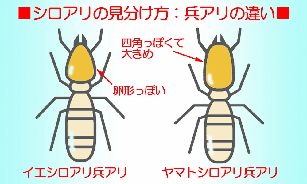 シロアリの見分け方の解説イラスト画像：ヤマトシロアリとイエシロアリの兵アリの違い（イメージ）