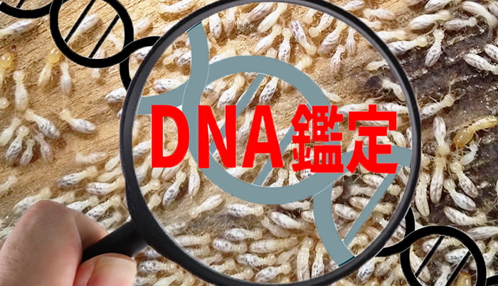 挿絵：シロアリ種類をDNA鑑定で特定するイメージ(イラスト＆写真複合画像)