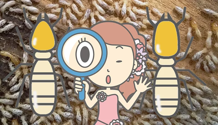 挿絵：シロアリ種類の見分けイメージ(イラスト＆写真複合画像)